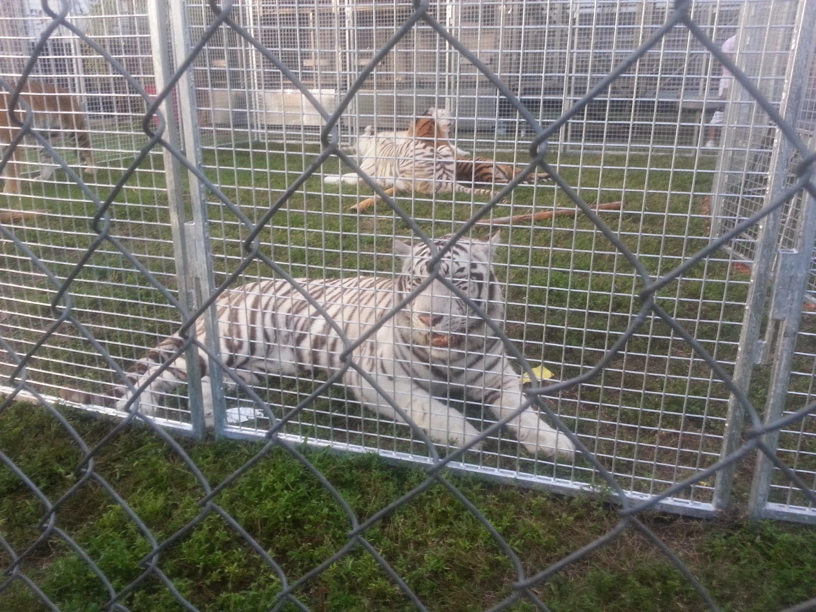 A white tiger with black stripes resting on grass behind a chain-link and wire fence, with another tiger visible in the background.